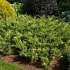 Juniper cossack variegata